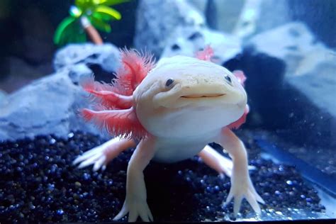 oxyotl fish|Keeping and Caring for Axolotls as Pets.